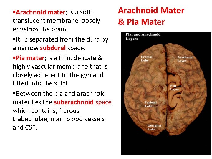 §Arachnoid mater; is a soft, translucent membrane loosely envelops the brain. §It is separated