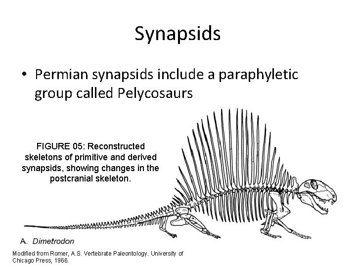 Synapsids • Permian synapsids include a paraphyletic group called Pelycosaurs FIGURE 05: Reconstructed skeletons