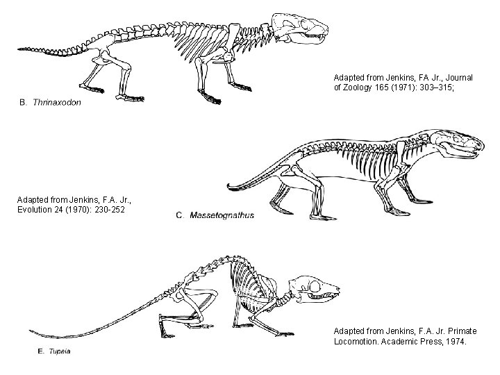 Adapted from Jenkins, FA Jr. , Journal of Zoology 165 (1971): 303– 315; Adapted