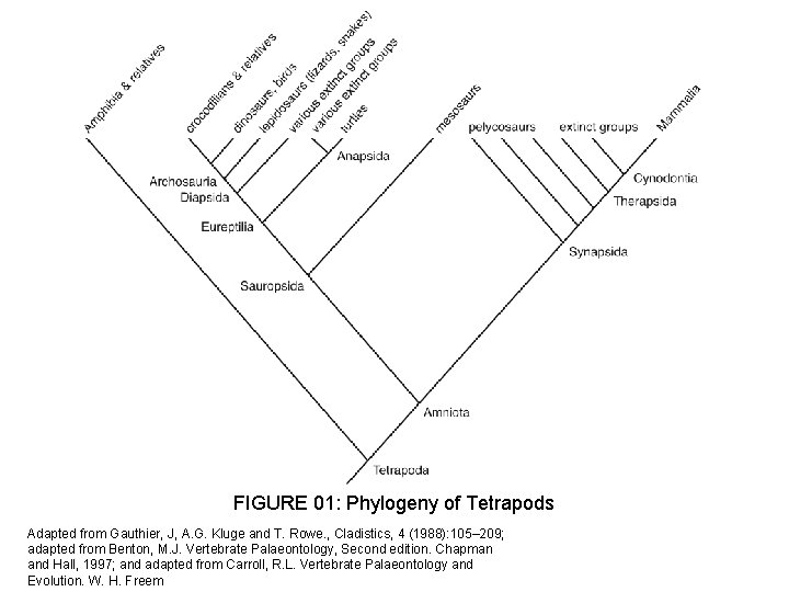 FIGURE 01: Phylogeny of Tetrapods Adapted from Gauthier, J, A. G. Kluge and T.