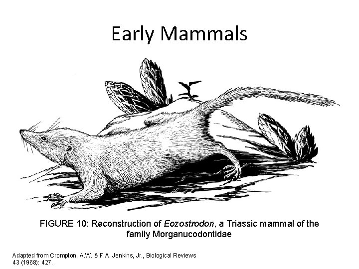 Early Mammals FIGURE 10: Reconstruction of Eozostrodon, a Triassic mammal of the family Morganucodontidae