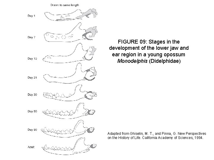 FIGURE 09: Stages in the development of the lower jaw and ear region in