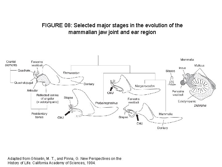 FIGURE 08: Selected major stages in the evolution of the mammalian jaw joint and