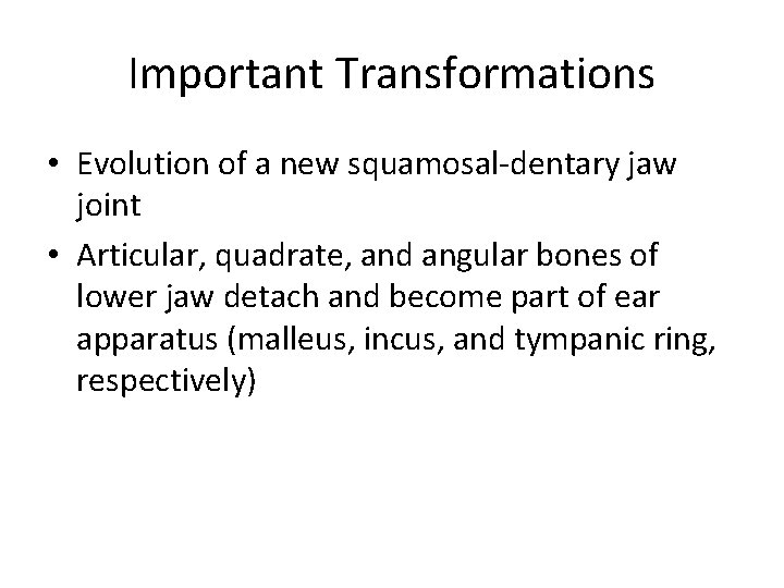 Important Transformations • Evolution of a new squamosal-dentary jaw joint • Articular, quadrate, and