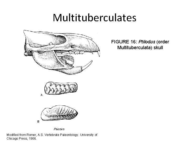 Multituberculates FIGURE 16: Ptilodus (order Multituberculata) skull Modified from Romer, A. S. Vertebrate Paleontology.