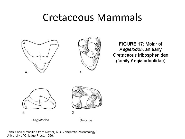 Cretaceous Mammals FIGURE 17: Molar of Aegialodon, an early Cretaceous tribosphenidan (family Aegialodontidae) Parts