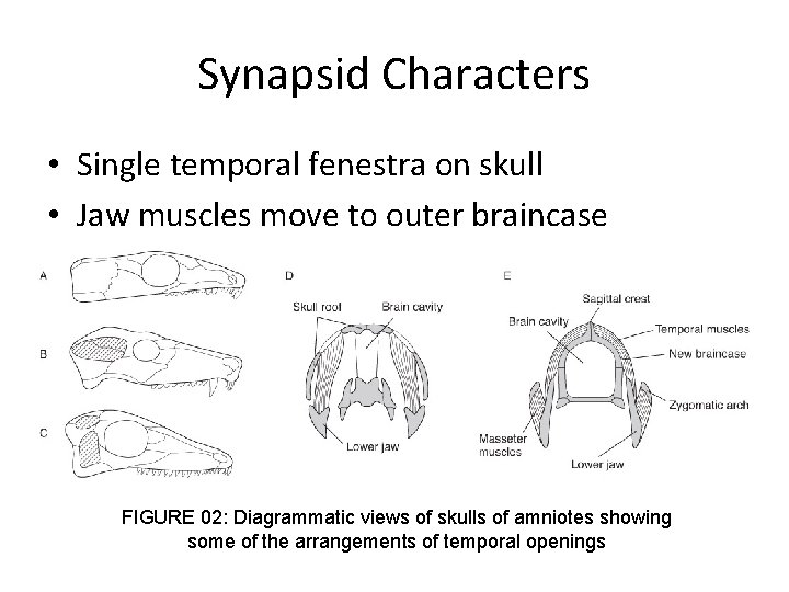 Synapsid Characters • Single temporal fenestra on skull • Jaw muscles move to outer