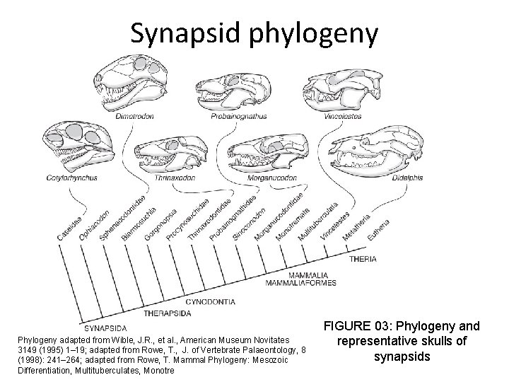 Synapsid phylogeny Phylogeny adapted from Wible, J. R. , et al. , American Museum