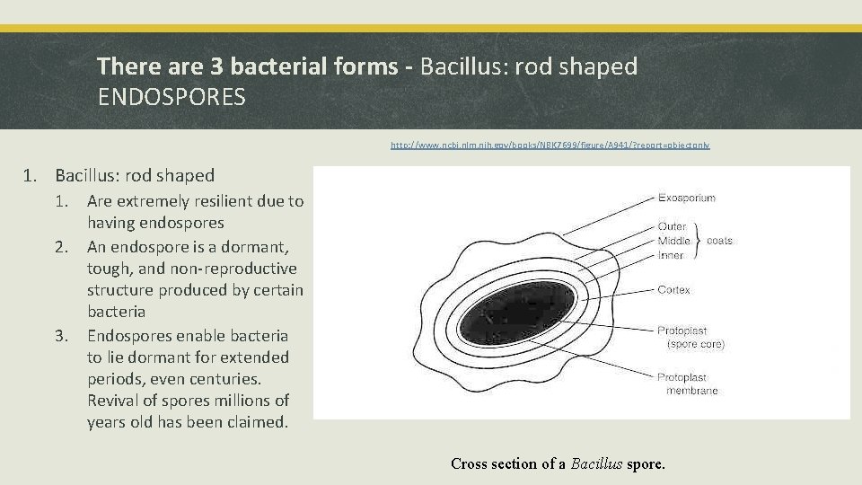 Title Layout Subtitle There are 3 bacterial forms