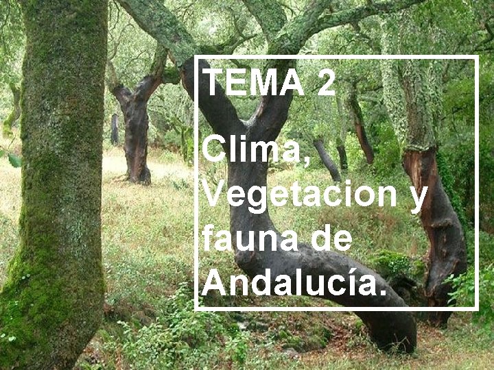 TEMA 2 Clima, Vegetacion y fauna de Andalucía. 