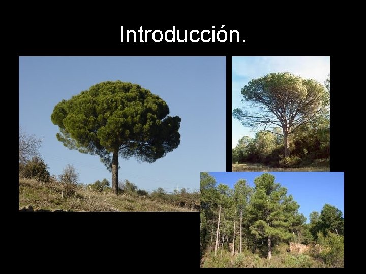 Introducción. 