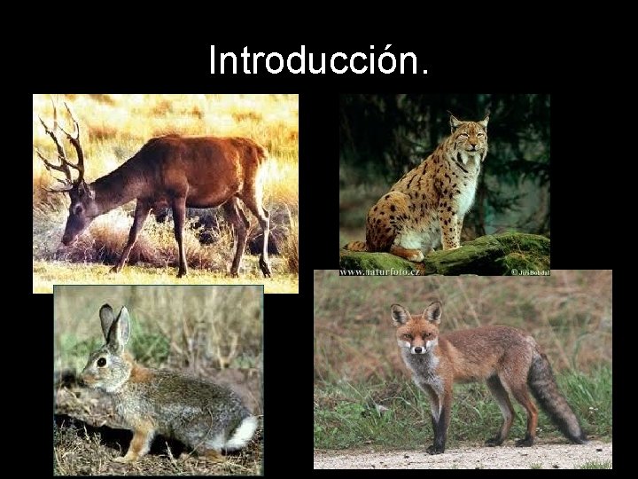 Introducción. 