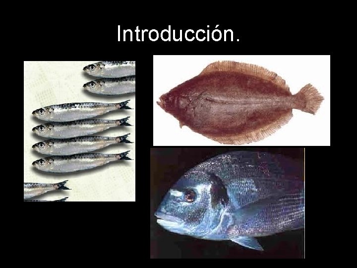 Introducción. 