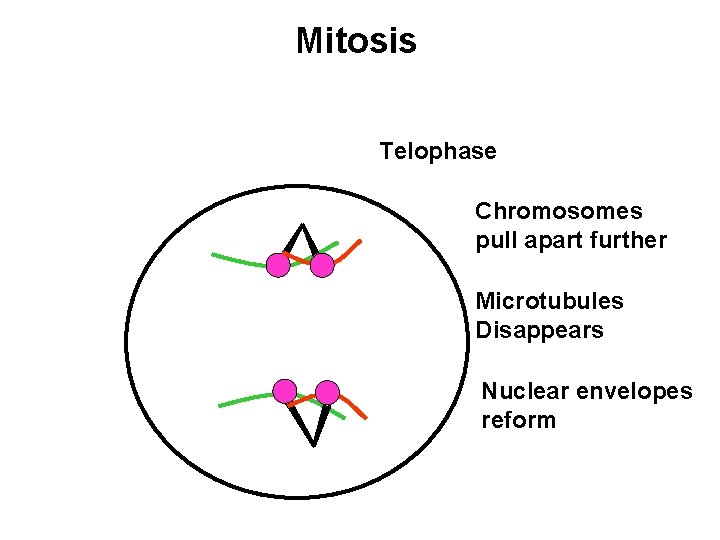 Mitosis Telophase Chromosomes pull apart further Microtubules Disappears Nuclear envelopes reform 