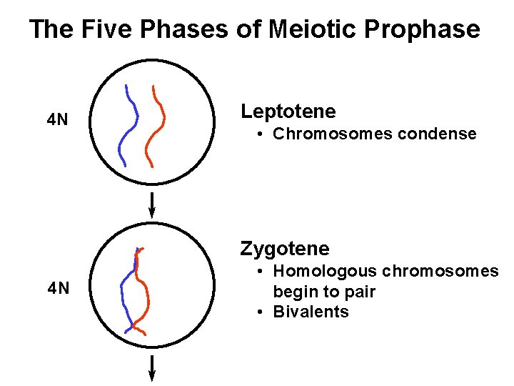 The Five Phases of Meiotic Prophase 4 N Leptotene • Chromosomes condense Zygotene 4