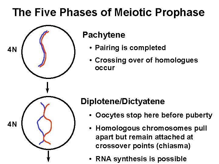 The Five Phases of Meiotic Prophase Pachytene 4 N • Pairing is completed •