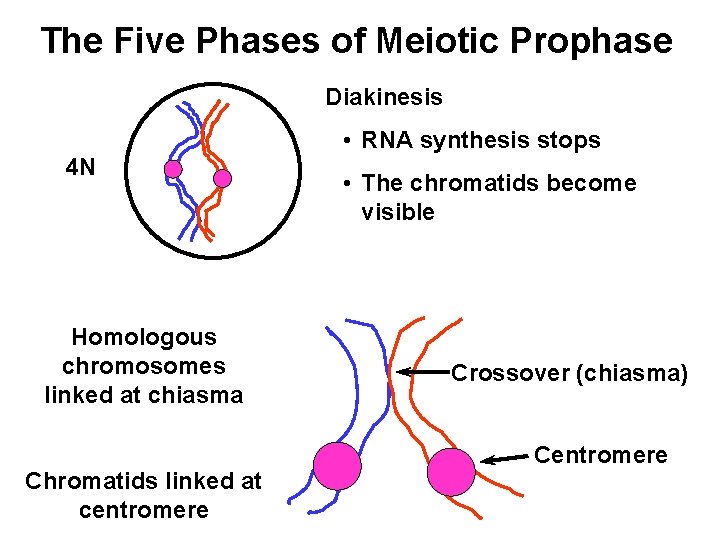 The Five Phases of Meiotic Prophase Diakinesis • RNA synthesis stops 4 N Homologous