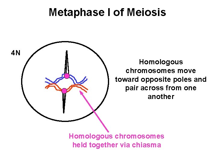 Metaphase I of Meiosis 4 N Homologous chromosomes move toward opposite poles and pair