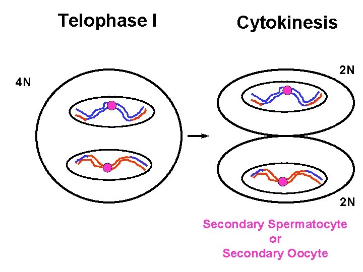 Telophase I 4 N Cytokinesis 2 N 2 N Secondary Spermatocyte or Secondary Oocyte