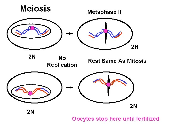 Meiosis Metaphase II 2 N 2 N 2 N No Replication Rest Same As