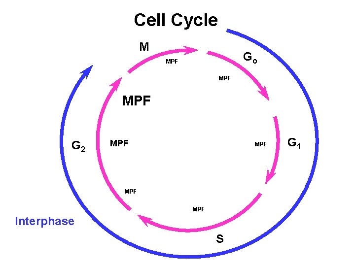 Cell Cycle M Go MPF MPF G 2 MPF MPF Interphase S G 1