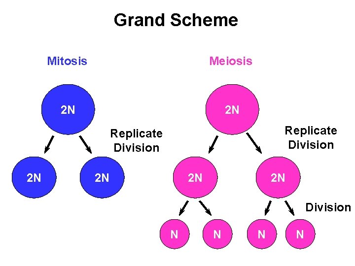 Grand Scheme Mitosis Meiosis 2 N 2 N Replicate Division 2 N 2 N