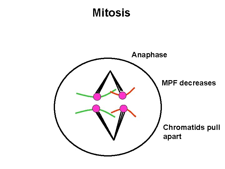 Mitosis Anaphase MPF decreases Chromatids pull apart 