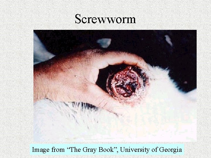 Screwworm Image from “The Gray Book”, University of Georgia 