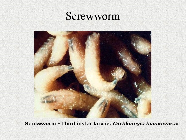 Screwworm - Third instar larvae, Cochliomyia hominivorax 