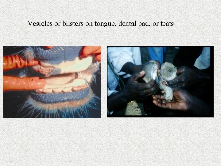 Vesicles or blisters on tongue, dental pad, or teats 