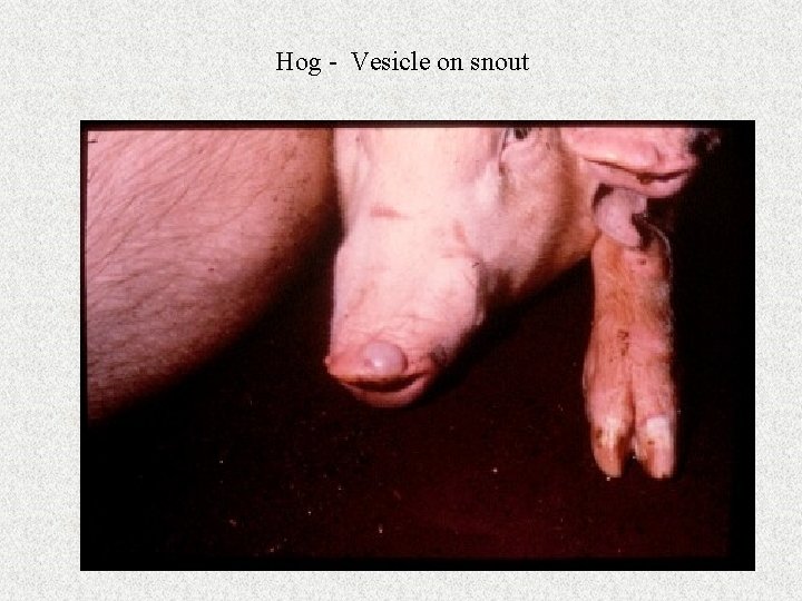 Hog - Vesicle on snout 