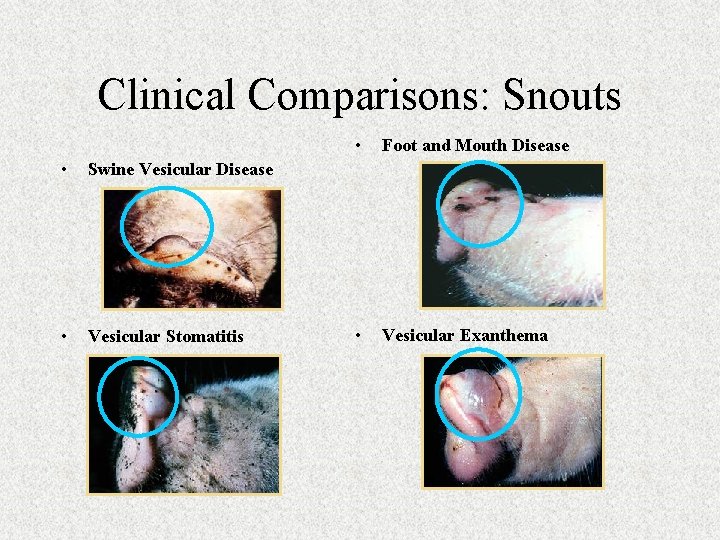 Clinical Comparisons: Snouts • Swine Vesicular Disease • Vesicular Stomatitis • Foot and Mouth