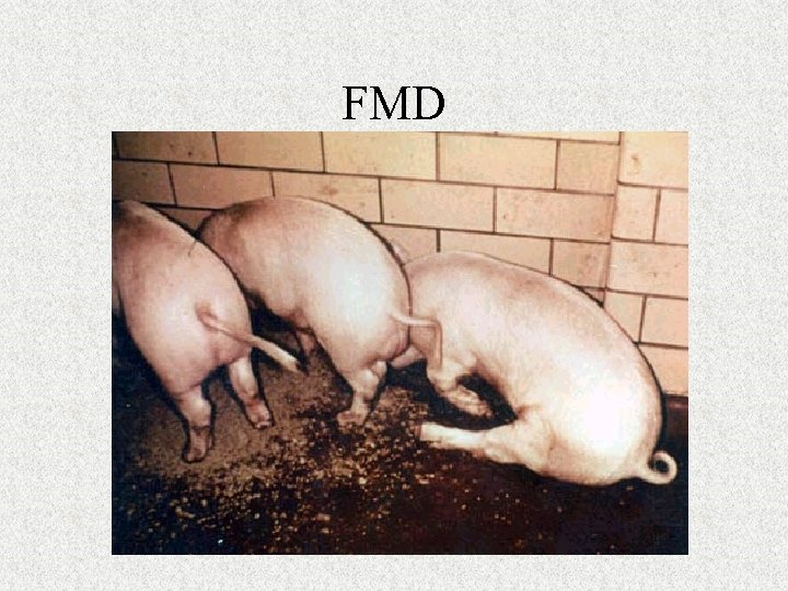 FMD 