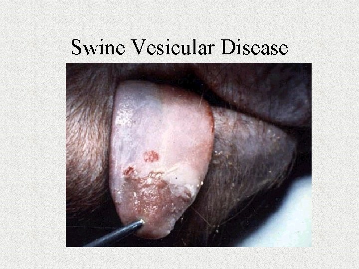 Swine Vesicular Disease 