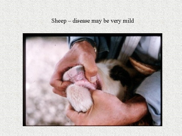 Sheep – disease may be very mild 