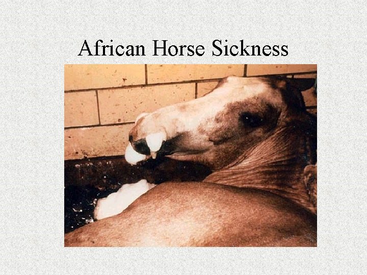 African Horse Sickness 