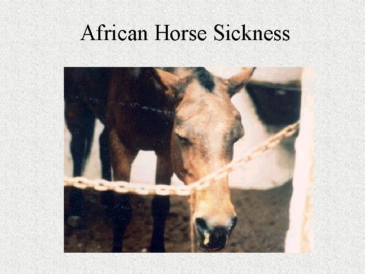 African Horse Sickness 