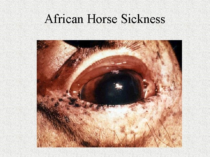African Horse Sickness 