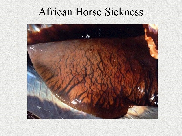 African Horse Sickness 