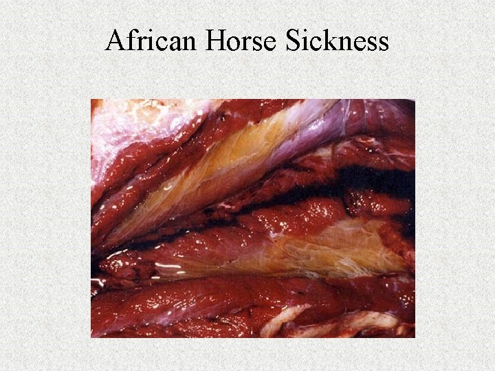 African Horse Sickness 