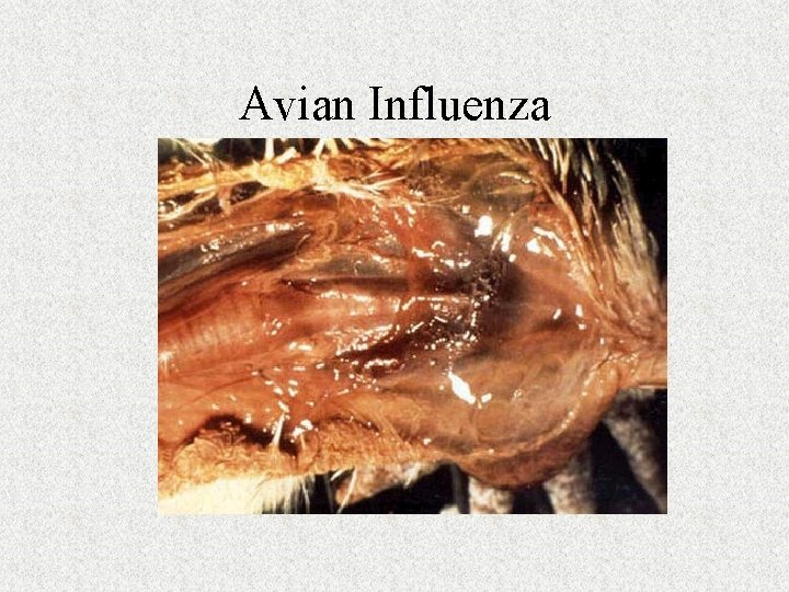 Avian Influenza 