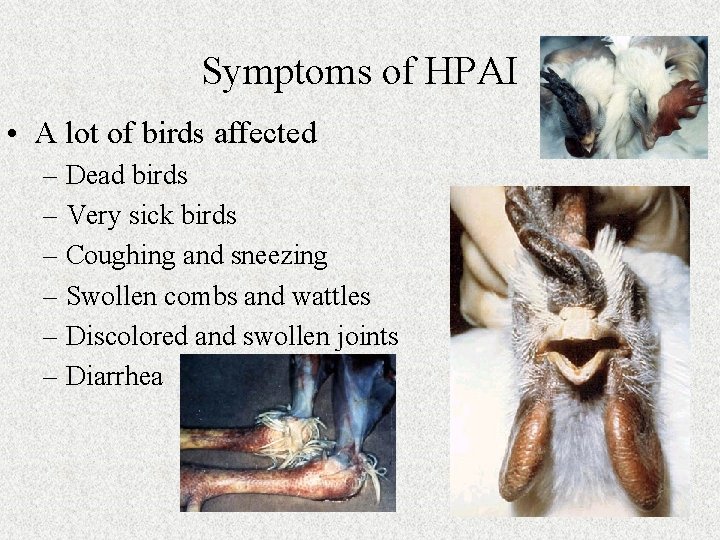 Symptoms of HPAI • A lot of birds affected – Dead birds – Very