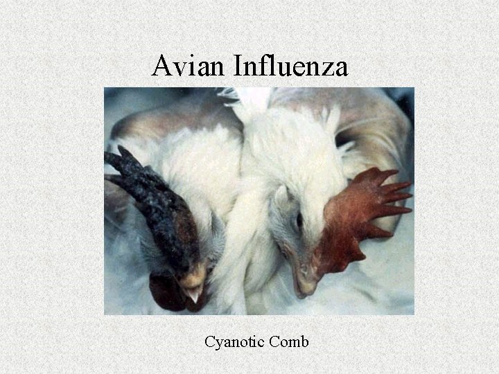 Avian Influenza Cyanotic Comb 