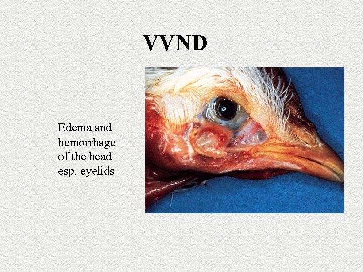 VVND Edema and hemorrhage of the head esp. eyelids 