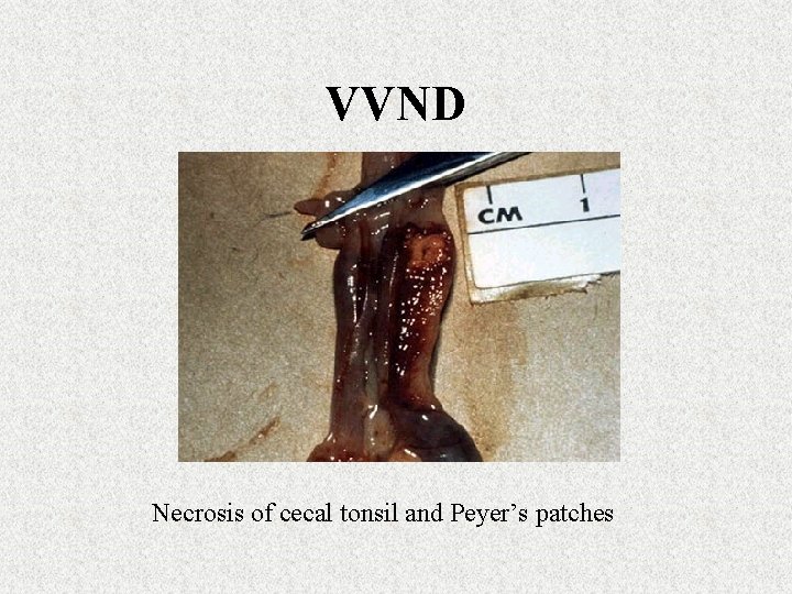 VVND Necrosis of cecal tonsil and Peyer’s patches 