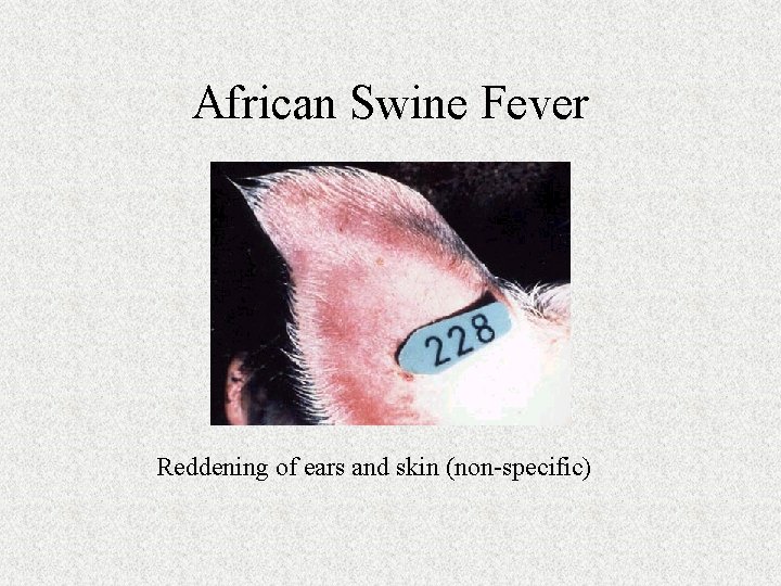 African Swine Fever Reddening of ears and skin (non-specific) 