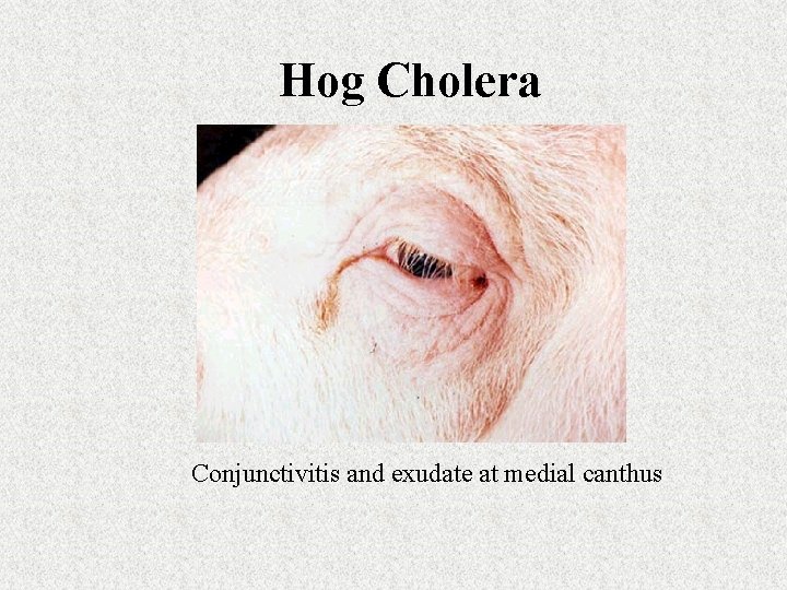 Hog Cholera Conjunctivitis and exudate at medial canthus 