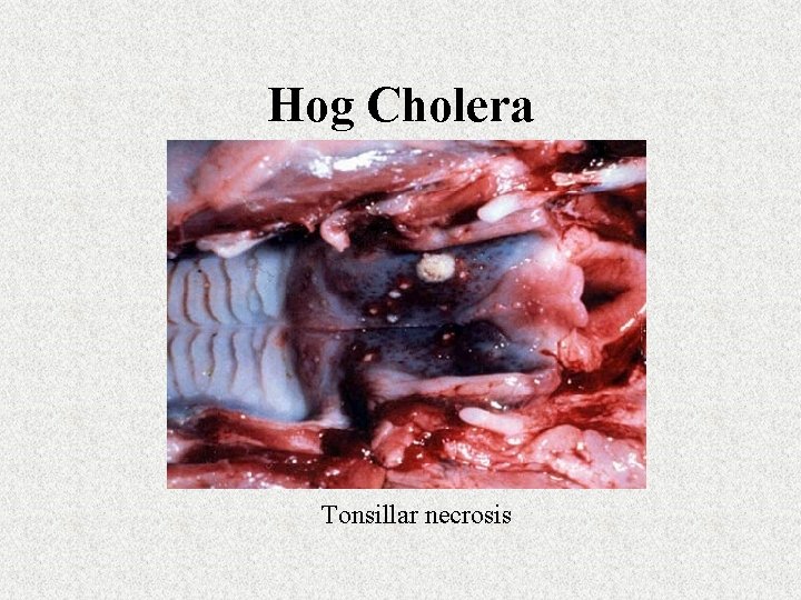 Hog Cholera Tonsillar necrosis 