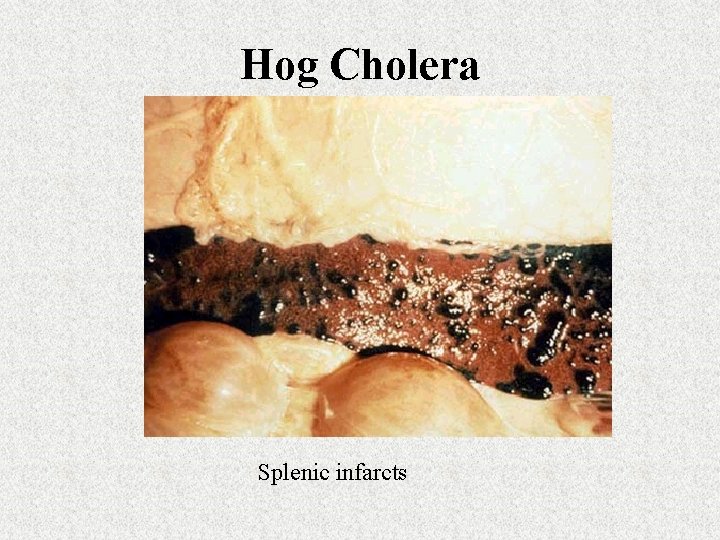 Hog Cholera Splenic infarcts 