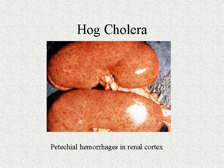 Hog Cholera Petechial hemorrhages in renal cortex 